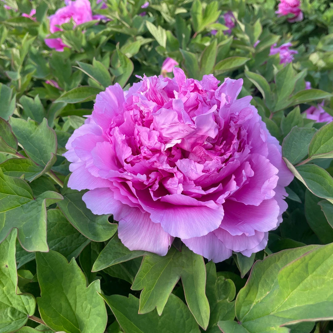 （菱花湛露）牡丹，先发肥料秋季发苗！基地直销