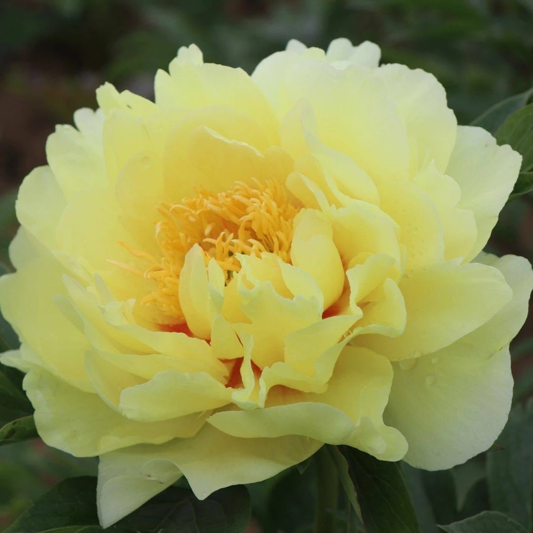 【芭茨拉】先发肥料秋季发苗山东重瓣大芍药菏泽基地直发