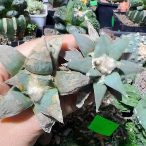 小花匠大梦想脱土发货776