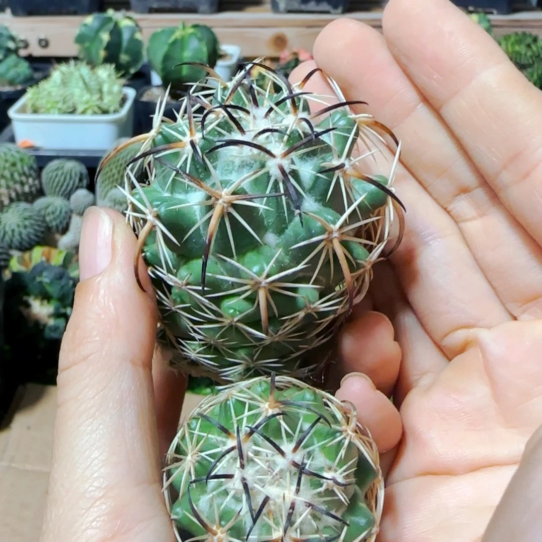 无根钢钉有根芽2个632