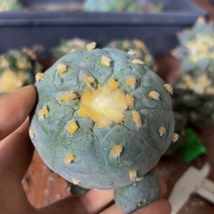 小花匠大梦想脱土发货125