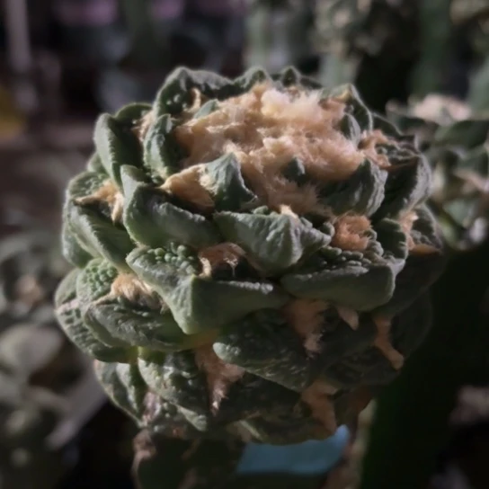 小花匠大梦想脱土发货117