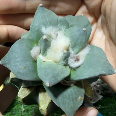 无根草球苗接牡丹小花匠大梦想脱土发货591