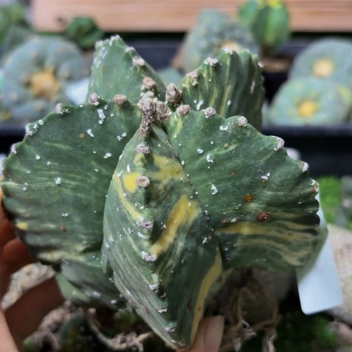 小花匠大梦想脱土发货木心根有瑕646