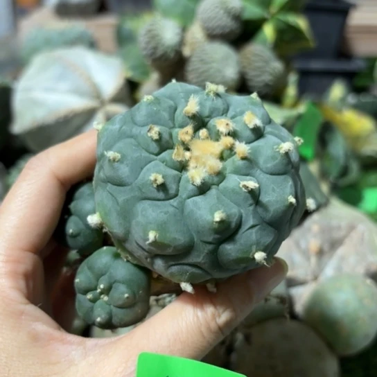 小花匠大梦想脱土发货159