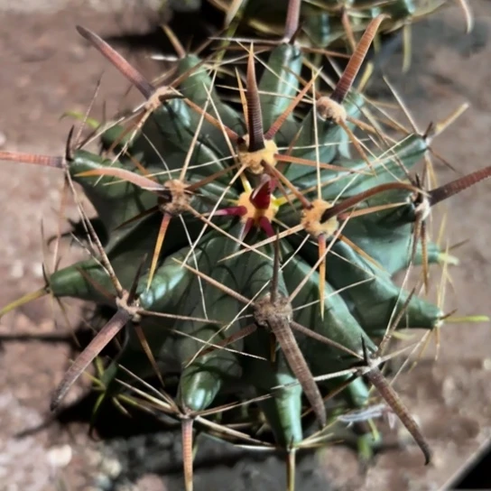 小花匠大梦想脱土发货531