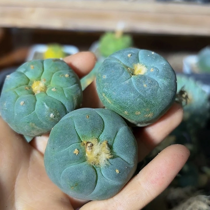 小花匠大梦想脱土发货31