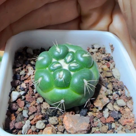 小花匠大梦想脱土发货710