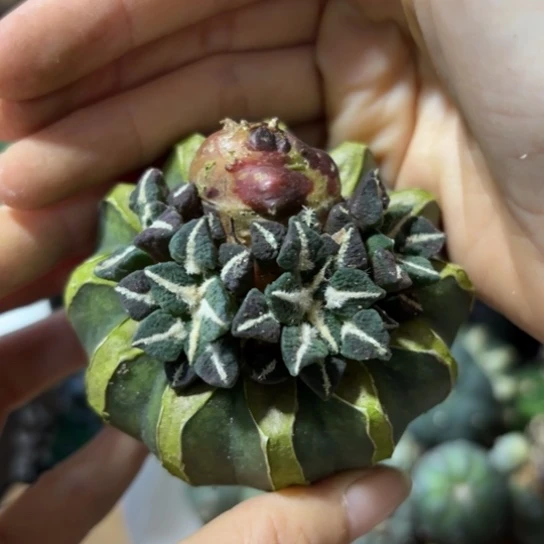 无根修掉根了草球有瑕疵 413