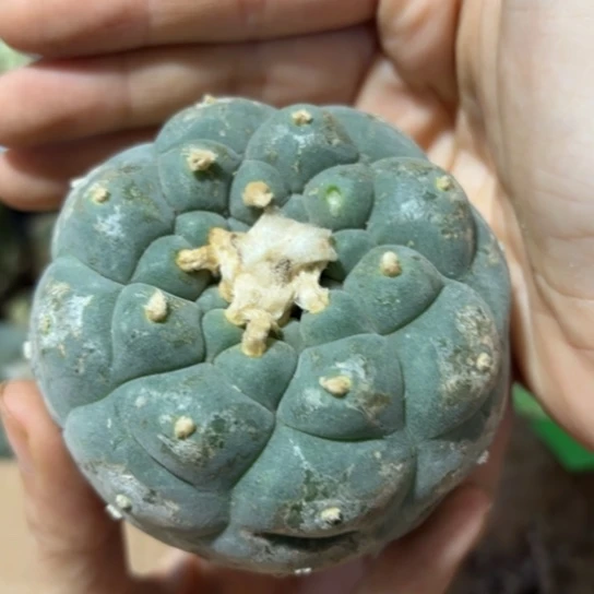 小花匠大梦想脱土发货497