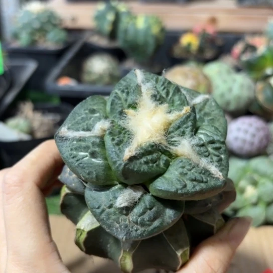 用****意小花匠大梦想脱土发无根571