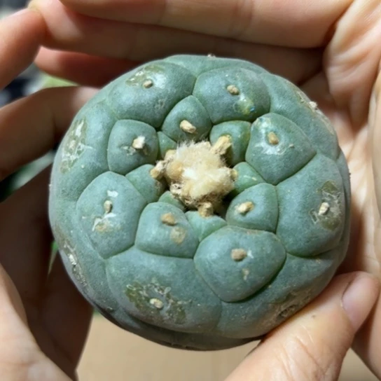 小花匠大梦想脱土发货540