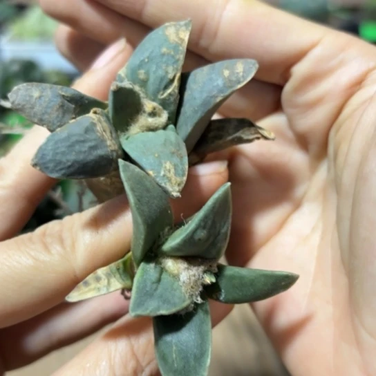 实生岩牡丹2个一组512