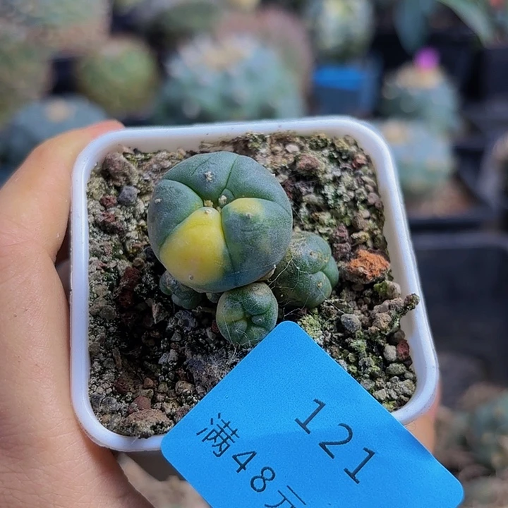 小花匠大梦想直播121