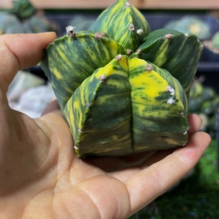 简***静小花匠大梦想脱土发货973