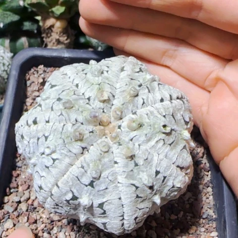 小花匠大梦想脱土发货自根6.3厘米727