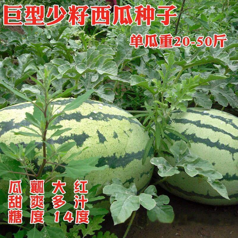 甜早熟四季播无籽水果西瓜籽