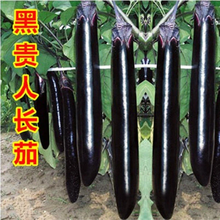 茄子种子黑贵人挂果茄子种子黑紫色长茄四季种活阳台盆栽蔬菜种子