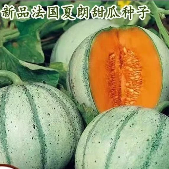 新品甜瓜种子法国夏朗德迷你小甜瓜种子水果种子阳台盆栽瓜籽