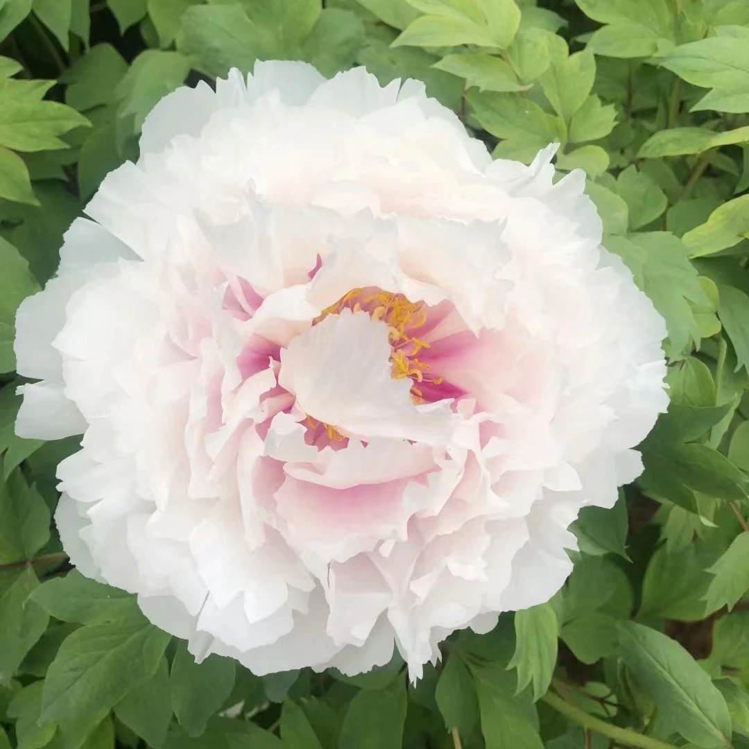 【白妙】裸根重瓣牡丹庭院阳台地栽盆栽耐寒观赏木本趣味春季开