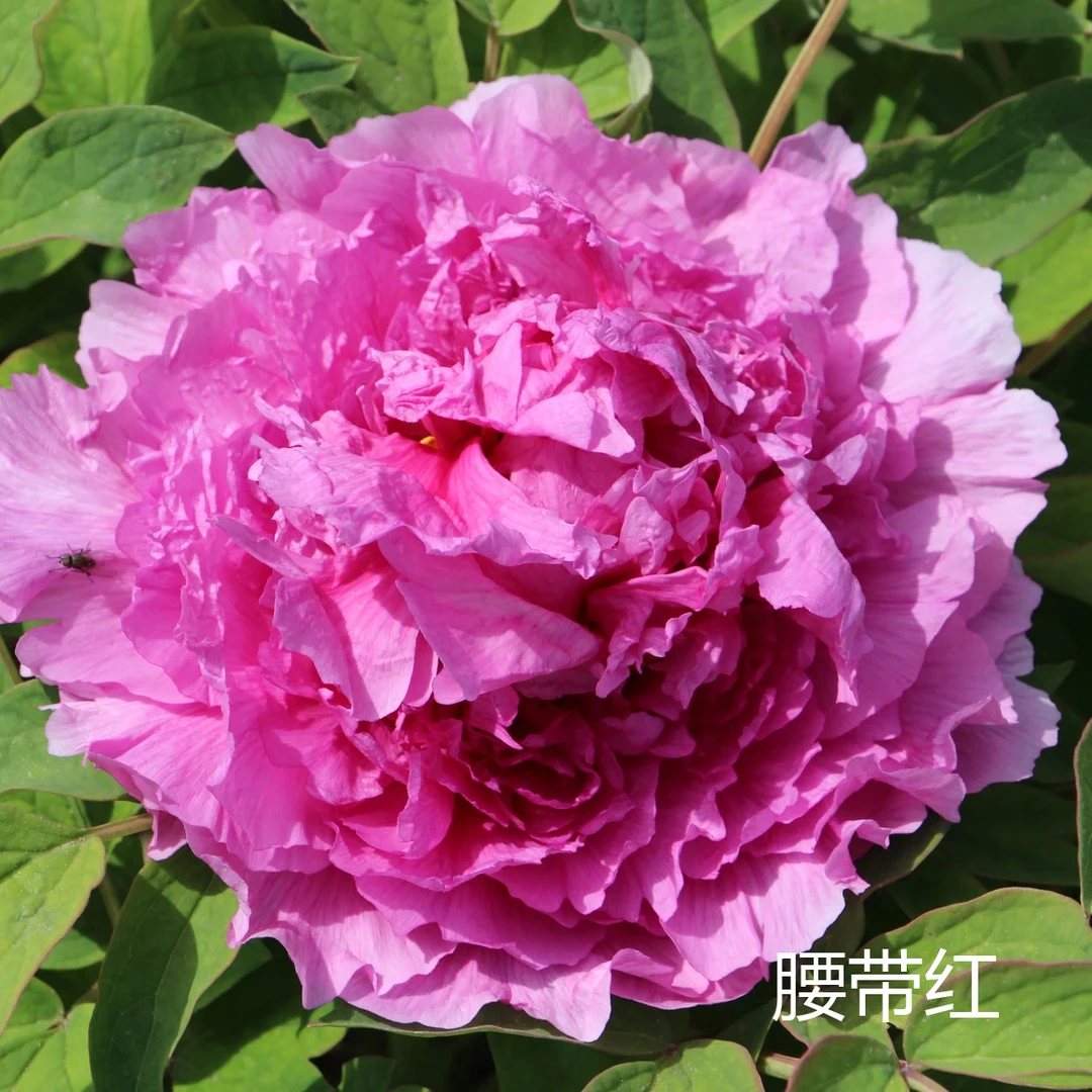 【金贵满堂】6加仑大盆— 6年苗以上（深粉蓝色）国内品种盆栽牡丹