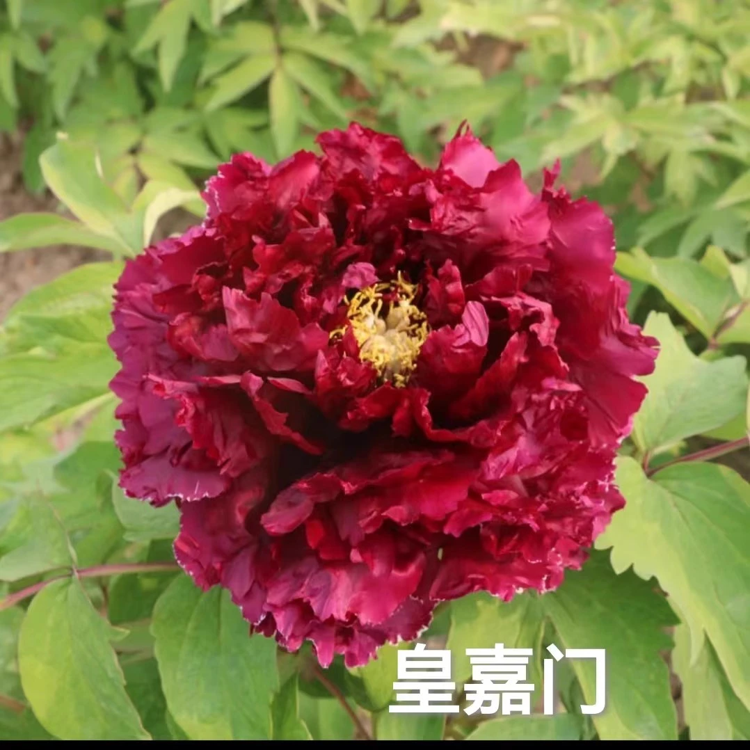 【皇嘉门】裸根牡丹包对版-庭院阳台花卉墨紫红色重瓣大花