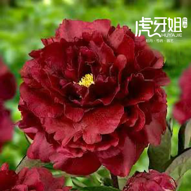 【黑美人】6加仑盆栽重瓣芍药庭院阳台地栽耐寒观赏草本