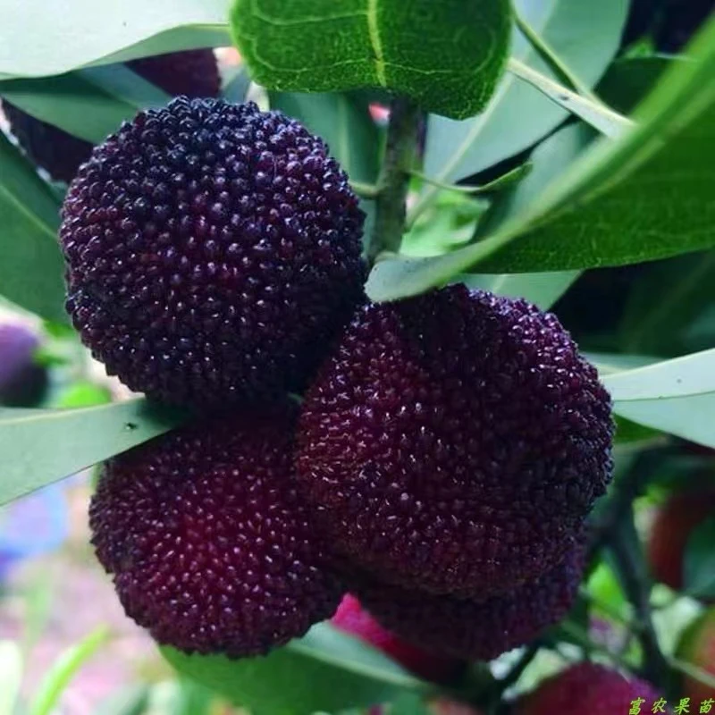 东魁杨梅树苗正宗嫁接大果黑炭杨梅苗南北方耐寒盆地载带土叶