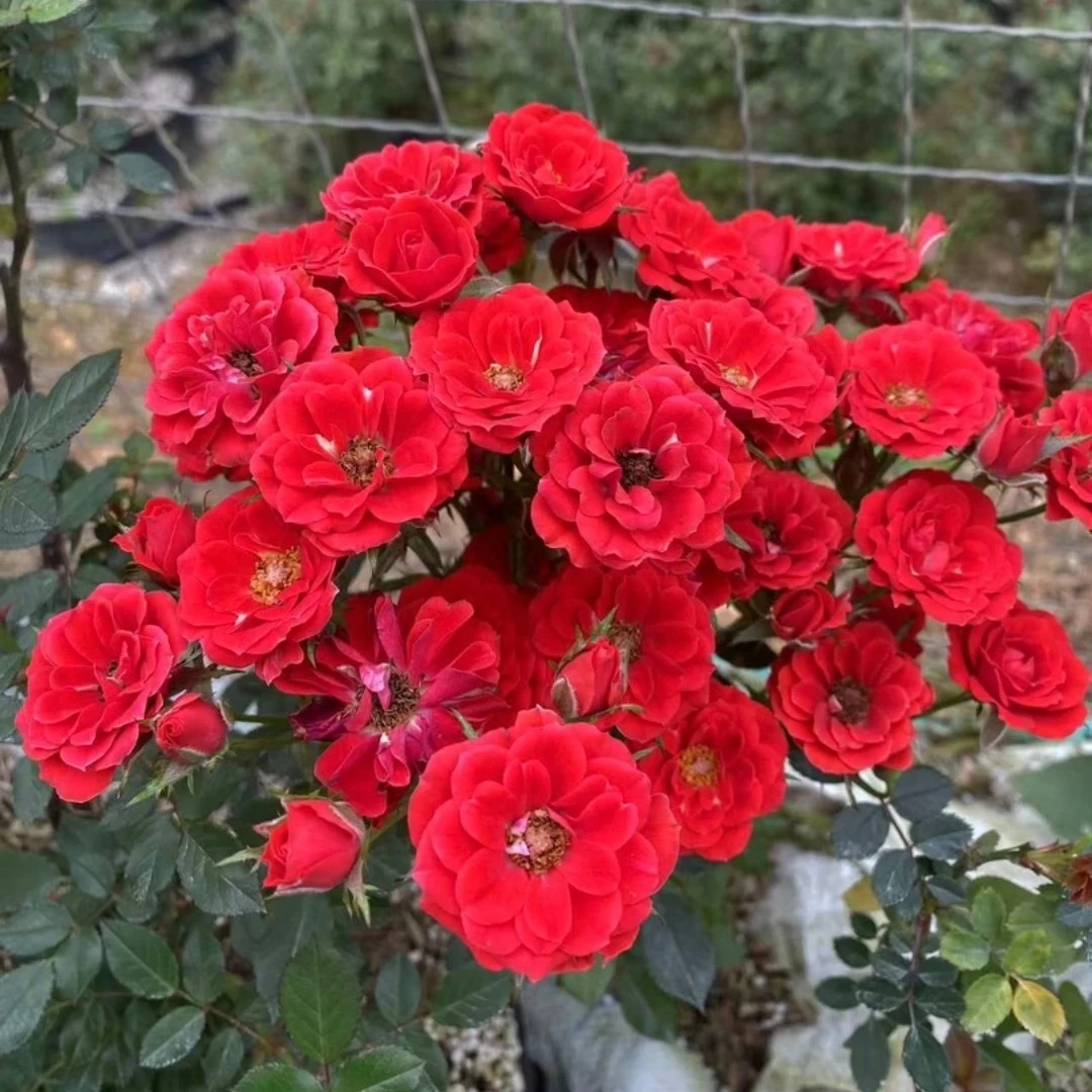 新品超微型月季小姑娘月季越南小姑娘小月季迷你花朵正红色花朵