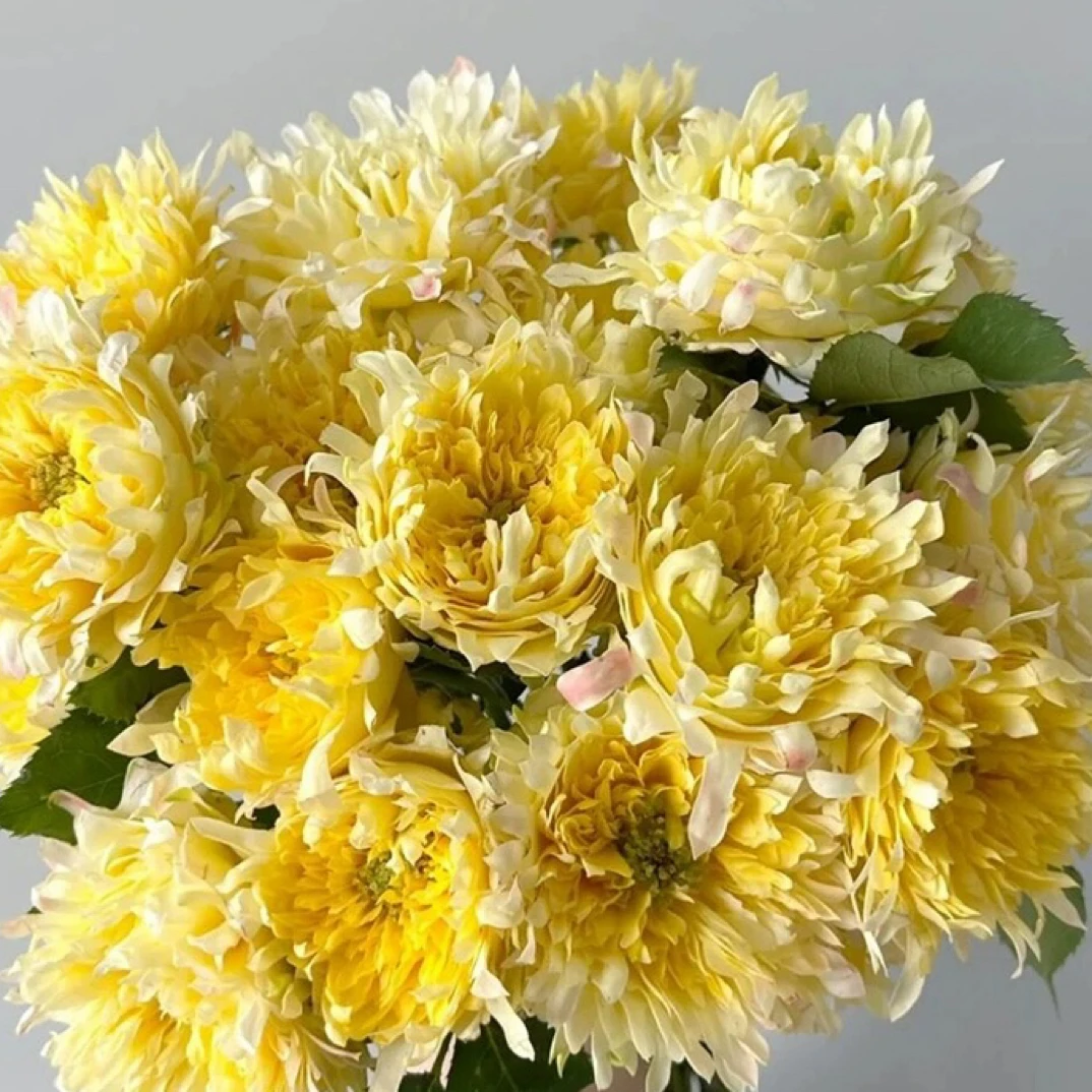 烟花波浪月季多季节开花盆栽地栽灌木月季