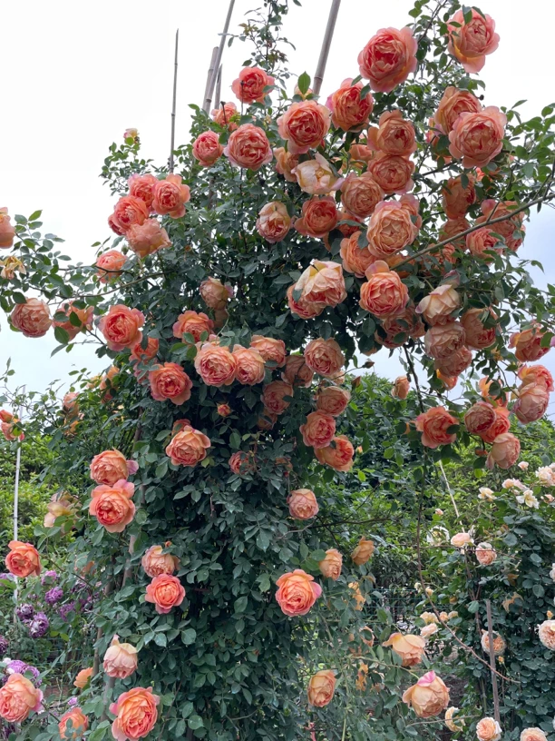 三棵爬藤月季夏夫人小苗多季节开花大花浓香