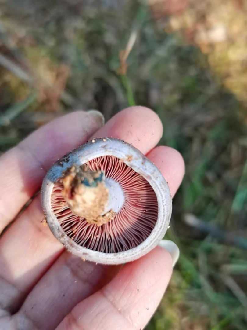 【大别山野生】新鲜嫩蘑菇现货三九菇乌枞菌深山农村自捡重阳菌