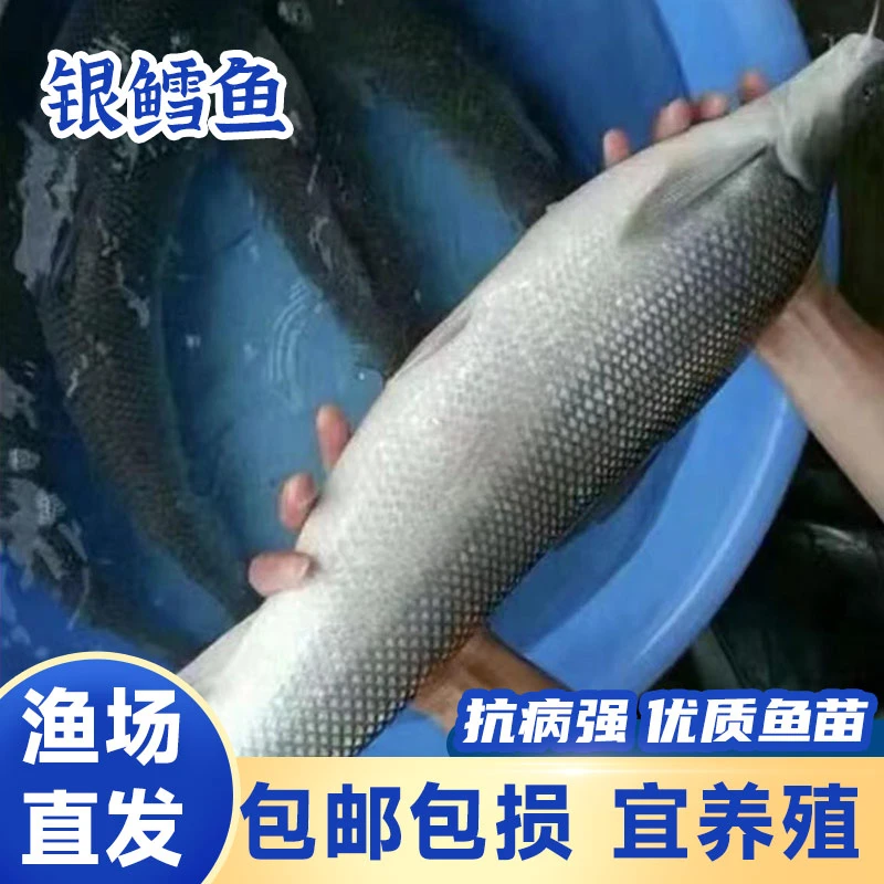 四川银鳕鱼 山泉水 生态养殖大鳞鲃生态养殖
