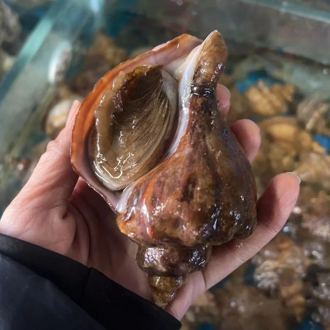 烟台本地深水薄皮海螺  肉质紧 鲜美  一斤5-10个精品