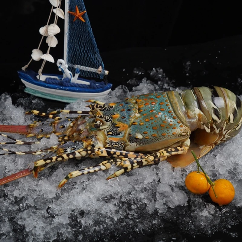 活冻大花龙 | 8两-1斤/只 干净海捕龙虾 新鲜速冻冷链直发大花龙