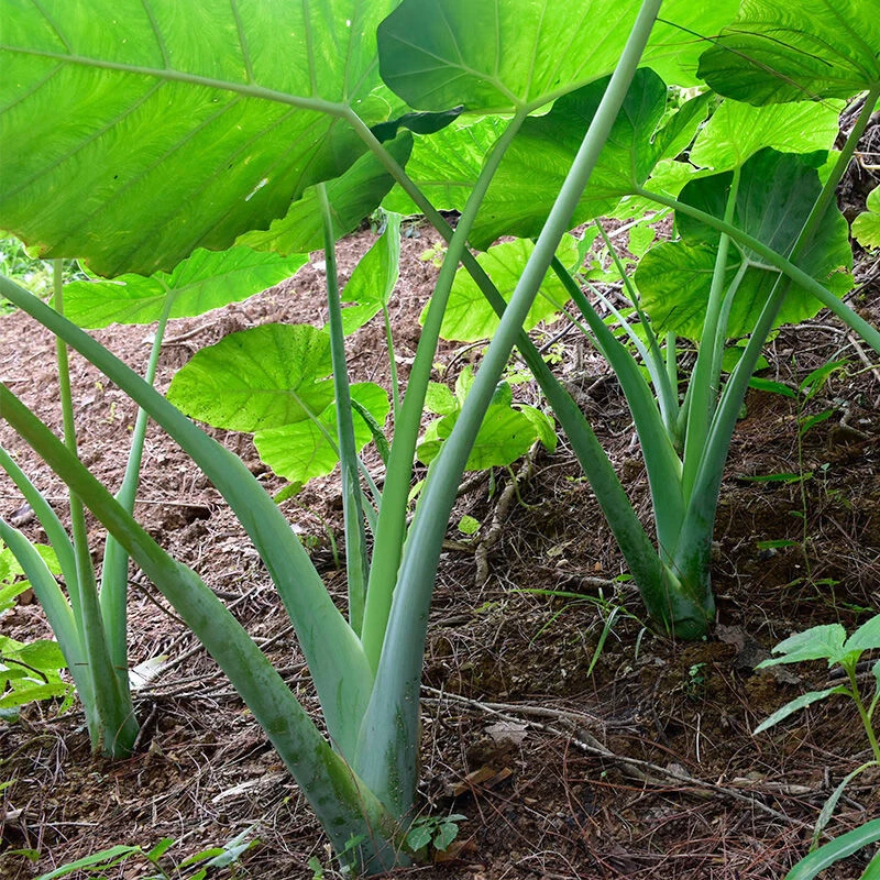 贵州榕江广菜（新鲜广菜）
