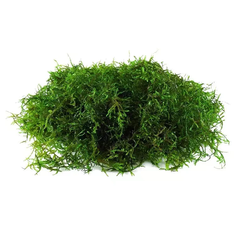 散装莫斯水草鱼缸造景懒人造景