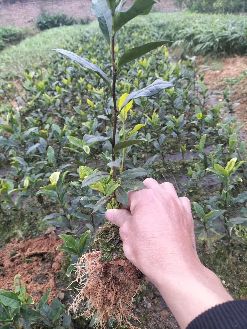 黄金芽茶树苗一年苗杯苗园林绿化室外绿植