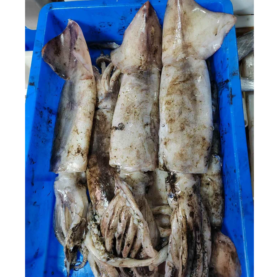 吕四渔港发货，新鲜鱿鱼，江浙沪皖包邮