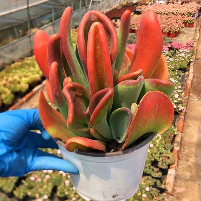 火狐狸【全店凑满18元包邮】多肉植物