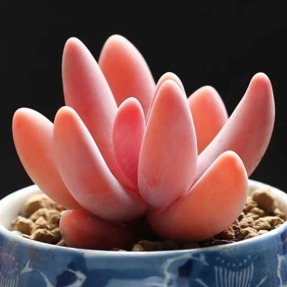 【全店凑满18元包邮】红手指-多肉植物