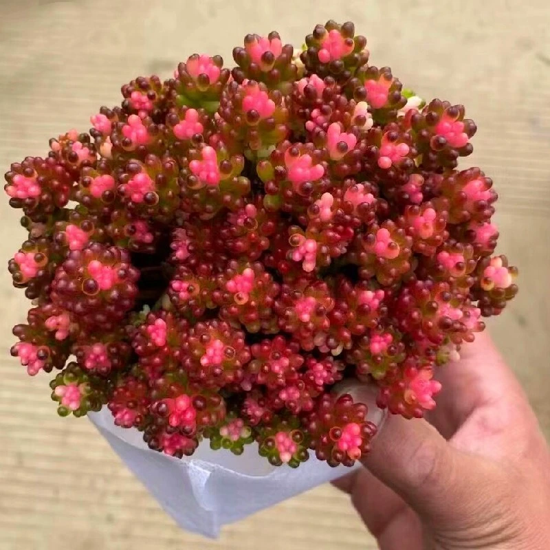 七彩龙珠【全店凑满18元包邮】多肉植物
