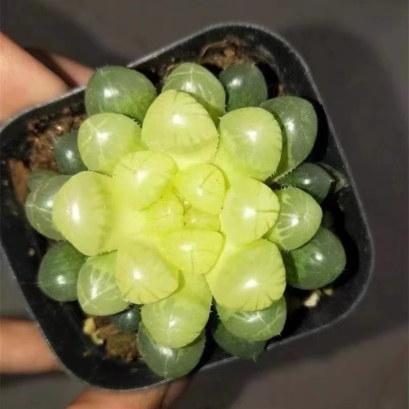 琥珀玉露【全店凑满18元包邮】多肉植物