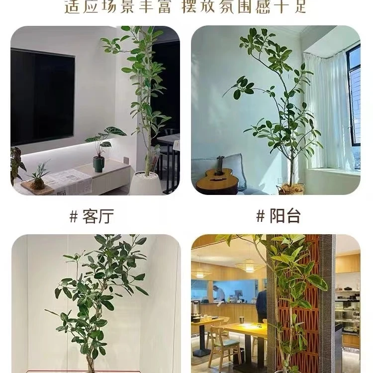 高山榕孟加拉榕黄金橡皮树客厅绿植落地植物好养真花室内大型盆栽