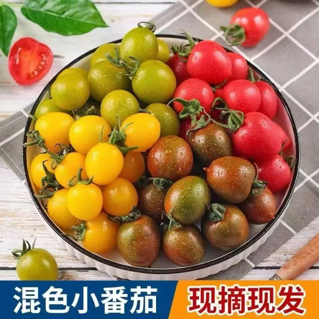 三色青甜2号小番茄圣女果纯甜口感新鲜产地直发应季千禧贝贝