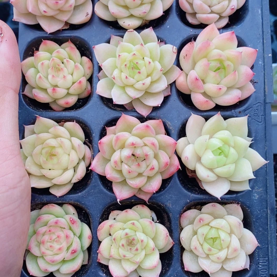 1-40 新疆西藏内蒙到付。一盒包邮 2-3公分