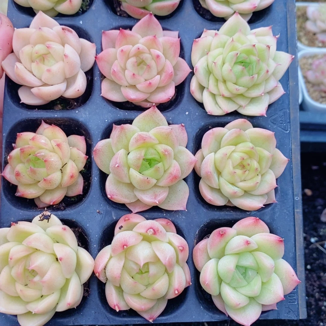 1-841 新疆西藏内蒙到付 一盒包邮 2-3公