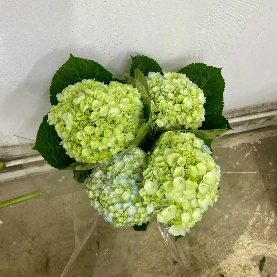 小绿绣球 任意两单顺丰或京东快递 云南鲜花基地直发