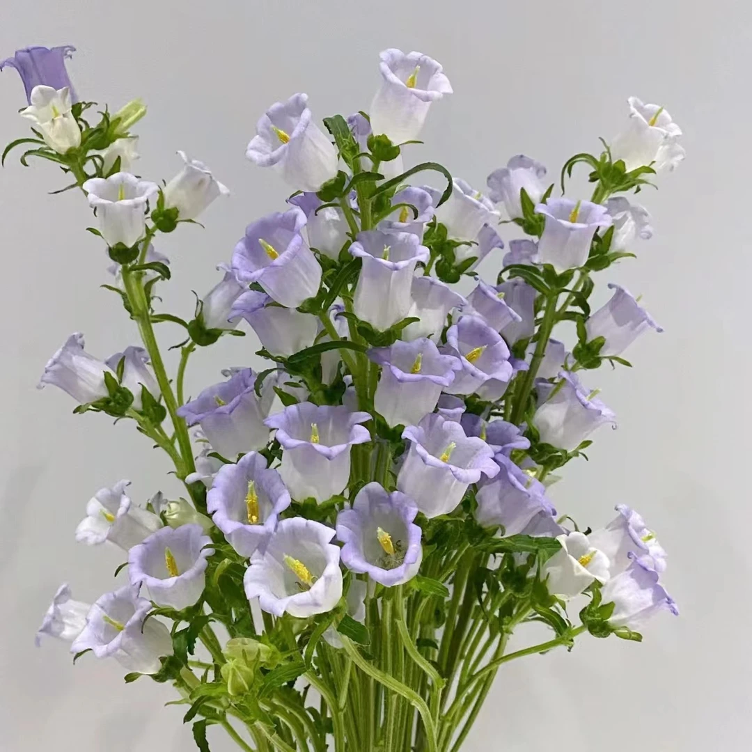 紫色风铃花 小清新 任意两单顺丰或京东新鲜生活需要修剪处理美观