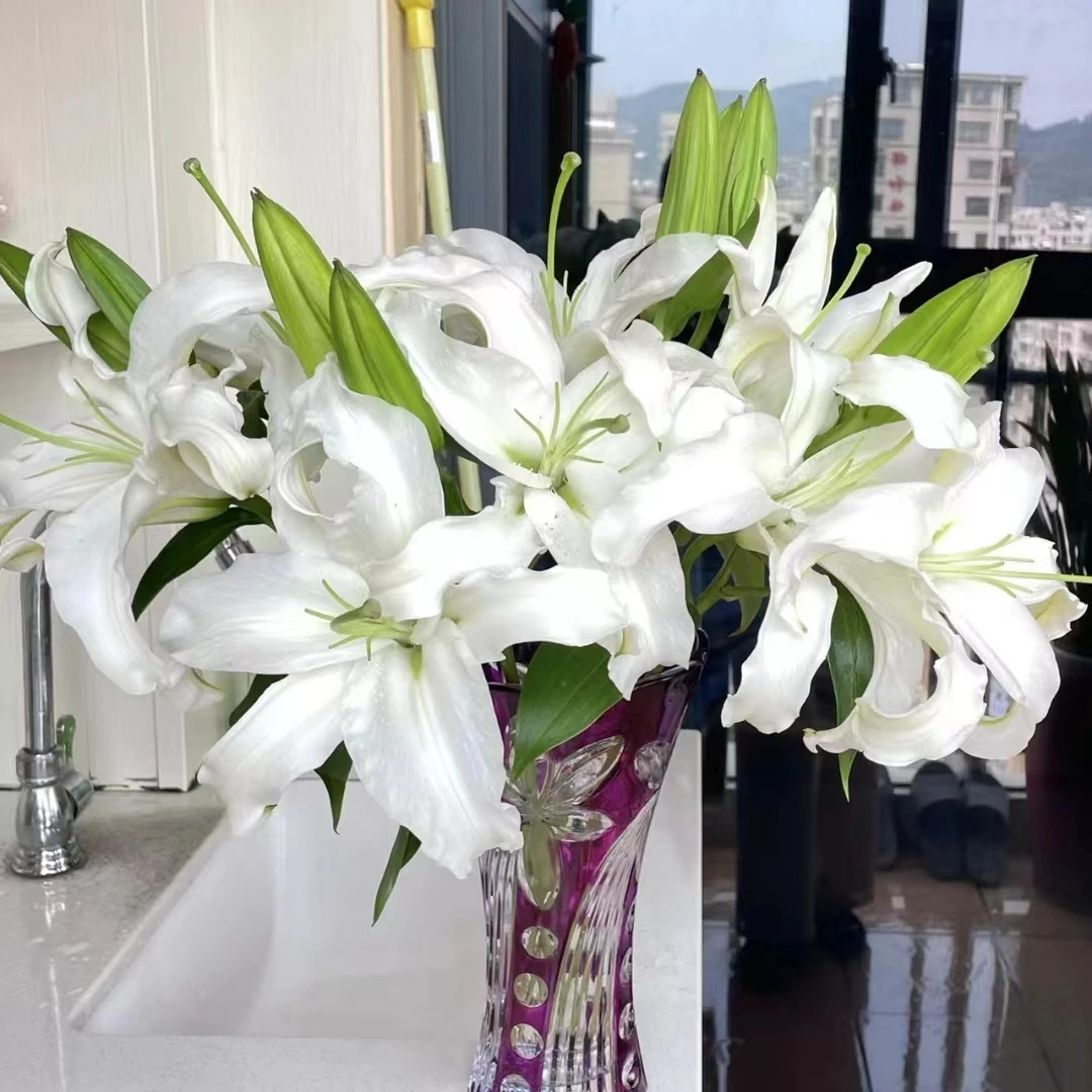 西伯利亚三头百合（花苞尖细） 任意两单顺丰或京东快递 云南鲜花